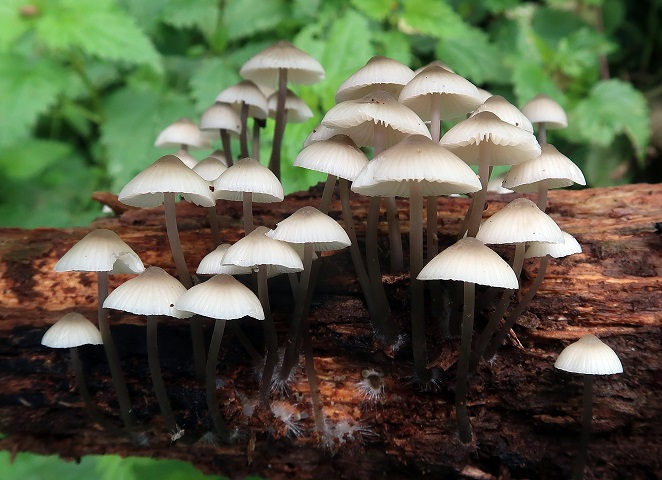 Une photo d'un Mycena arcangeliana